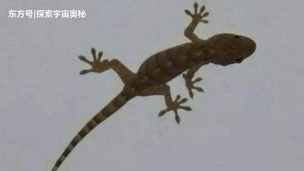 壁虎断尾后为何还能再生？科学家欲破解秘密，人类或能实现半永生330 / 作者:雅法海 / 帖子ID:53321