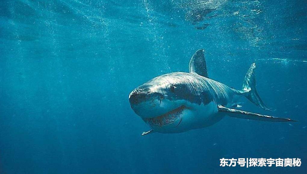海洋霸主是如何诞生的？幼年时不如一粒米，成年后鲨鱼也不敢招惹22 / 作者:随遇而安428 / 帖子ID:53324