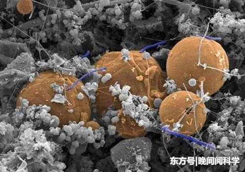 地球内部竟然存在庞大的生物系统，研究员：甚至比地表物种还丰富101 / 作者:forregistuse / 帖子ID:53330
