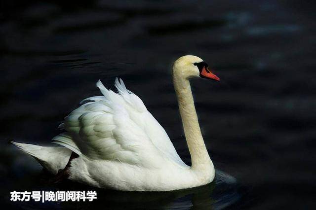 如今最大飞行动物重达23公斤，但史上最大飞行生物比它大11倍977 / 作者:云山千叠885 / 帖子ID:53346