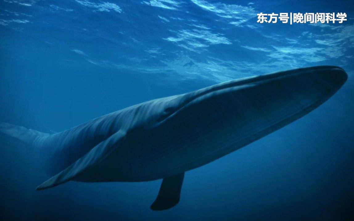 体重190吨，一口能吞掉40吨海水，地球上令恐龙都胆寒的生物538 / 作者:杨柳657 / 帖子ID:53350