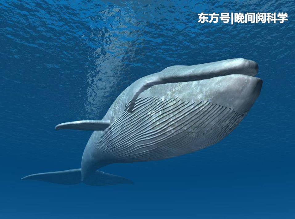 体重190吨，一口能吞掉40吨海水，地球上令恐龙都胆寒的生物8 / 作者:杨柳657 / 帖子ID:53350