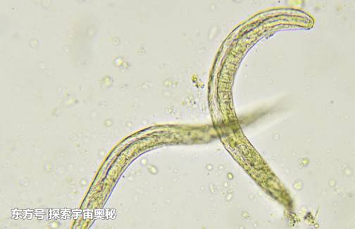 比鲸鱼的声音还要大！科学家在日本发现诡异物种，体长仅29毫米493 / 作者:天八部饶gc / 帖子ID:53408