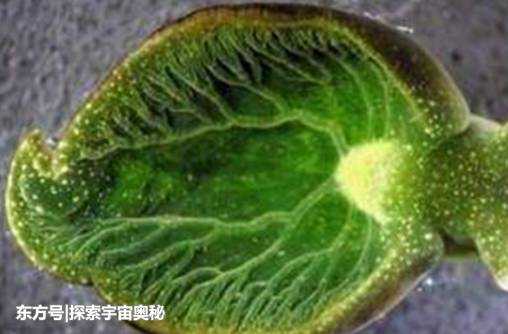 一生仅进食一次，晒晒太阳就能活，这种生物已颠覆人类的认知909 / 作者:TejUKCJa / 帖子ID:53574