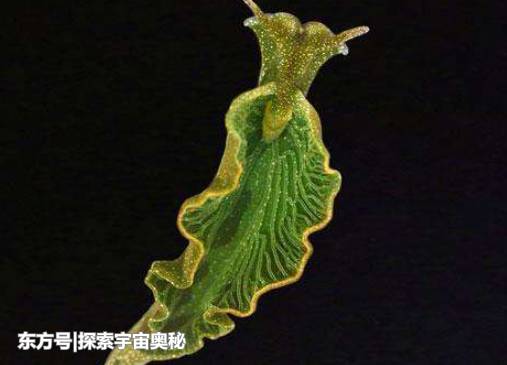 一生仅进食一次，晒晒太阳就能活，这种生物已颠覆人类的认知83 / 作者:TejUKCJa / 帖子ID:53574