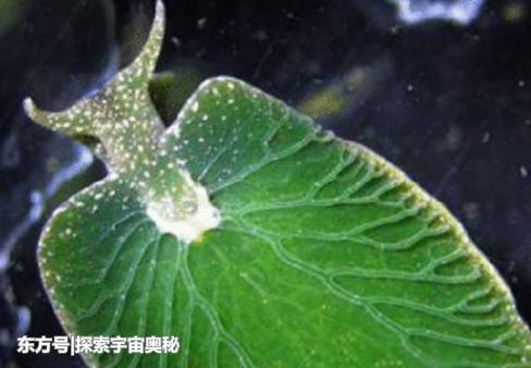 一生仅进食一次，晒晒太阳就能活，这种生物已颠覆人类的认知844 / 作者:TejUKCJa / 帖子ID:53574