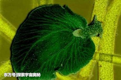 一生仅进食一次，晒晒太阳就能活，这种生物已颠覆人类的认知354 / 作者:TejUKCJa / 帖子ID:53574