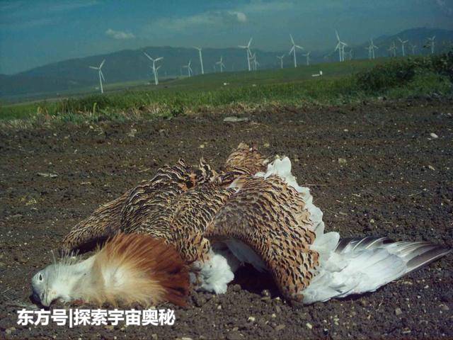 风能已成动物杀手？研究发现，风力发电每年杀死1300只禽类933 / 作者:霓小沫儿 / 帖子ID:53606