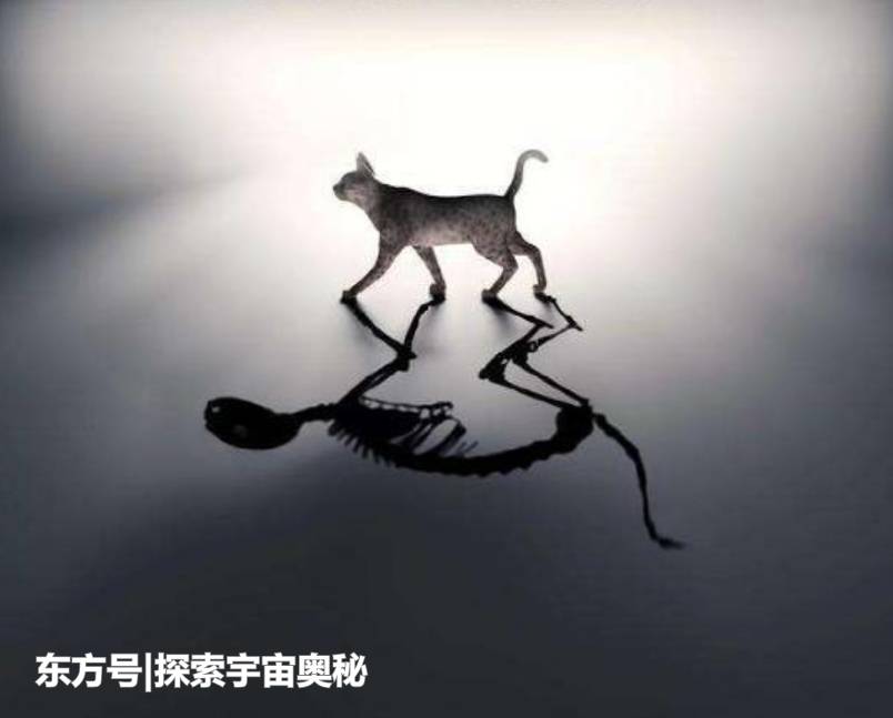 量子世界最神奇的猫，不仅让人类突破，同时证实了平行世界的存在576 / 作者:gongjingwe / 帖子ID:53628