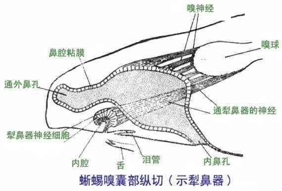 如果人类有第六感，那么“第六感官”在哪里？567 / 作者:wangtao123 / 帖子ID:53730