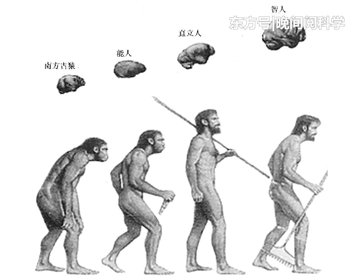 人类大脑停止进化了？科学家深入研究，最终证实了这一发现812 / 作者:凌8乱 / 帖子ID:53830