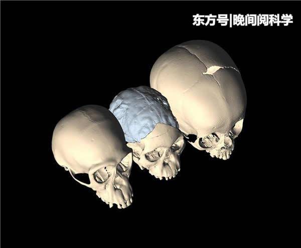 人类大脑停止进化了？科学家深入研究，最终证实了这一发现656 / 作者:凌8乱 / 帖子ID:53830