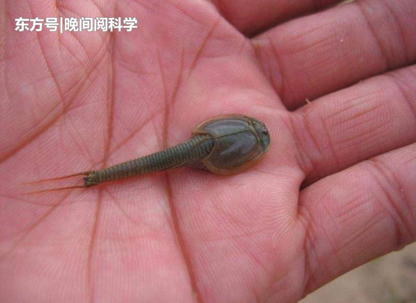 活了3.5亿年的古生物，逃过3次物种大灭绝，如今却沦为鸡饲料937 / 作者:wangtao123 / 帖子ID:53833
