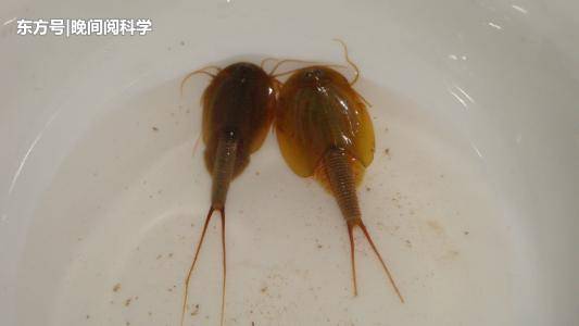 活了3.5亿年的古生物，逃过3次物种大灭绝，如今却沦为鸡饲料82 / 作者:wangtao123 / 帖子ID:53833