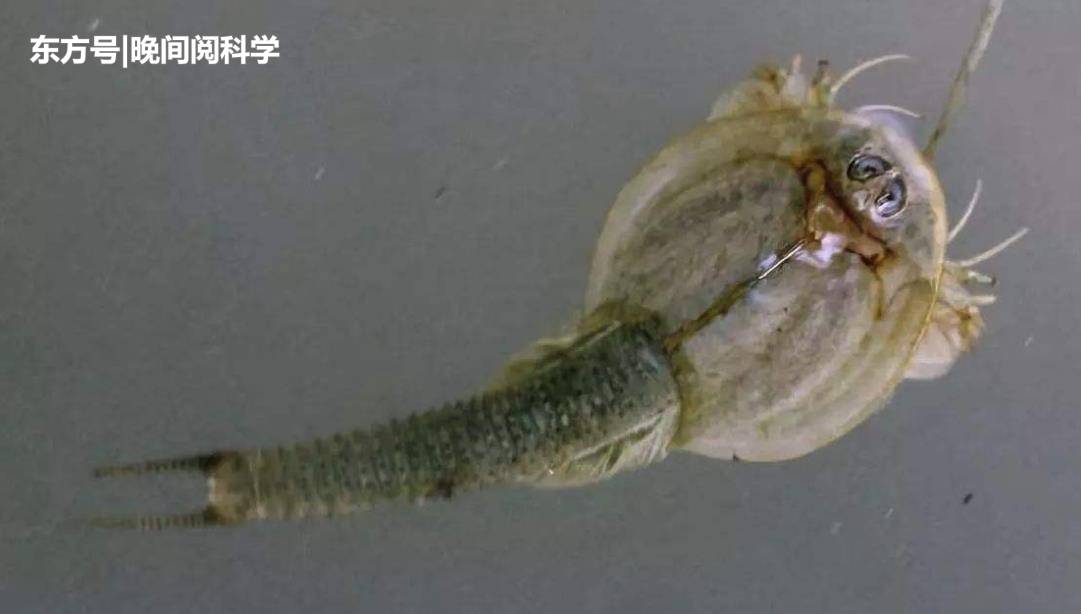 活了3.5亿年的古生物，逃过3次物种大灭绝，如今却沦为鸡饲料964 / 作者:wangtao123 / 帖子ID:53833