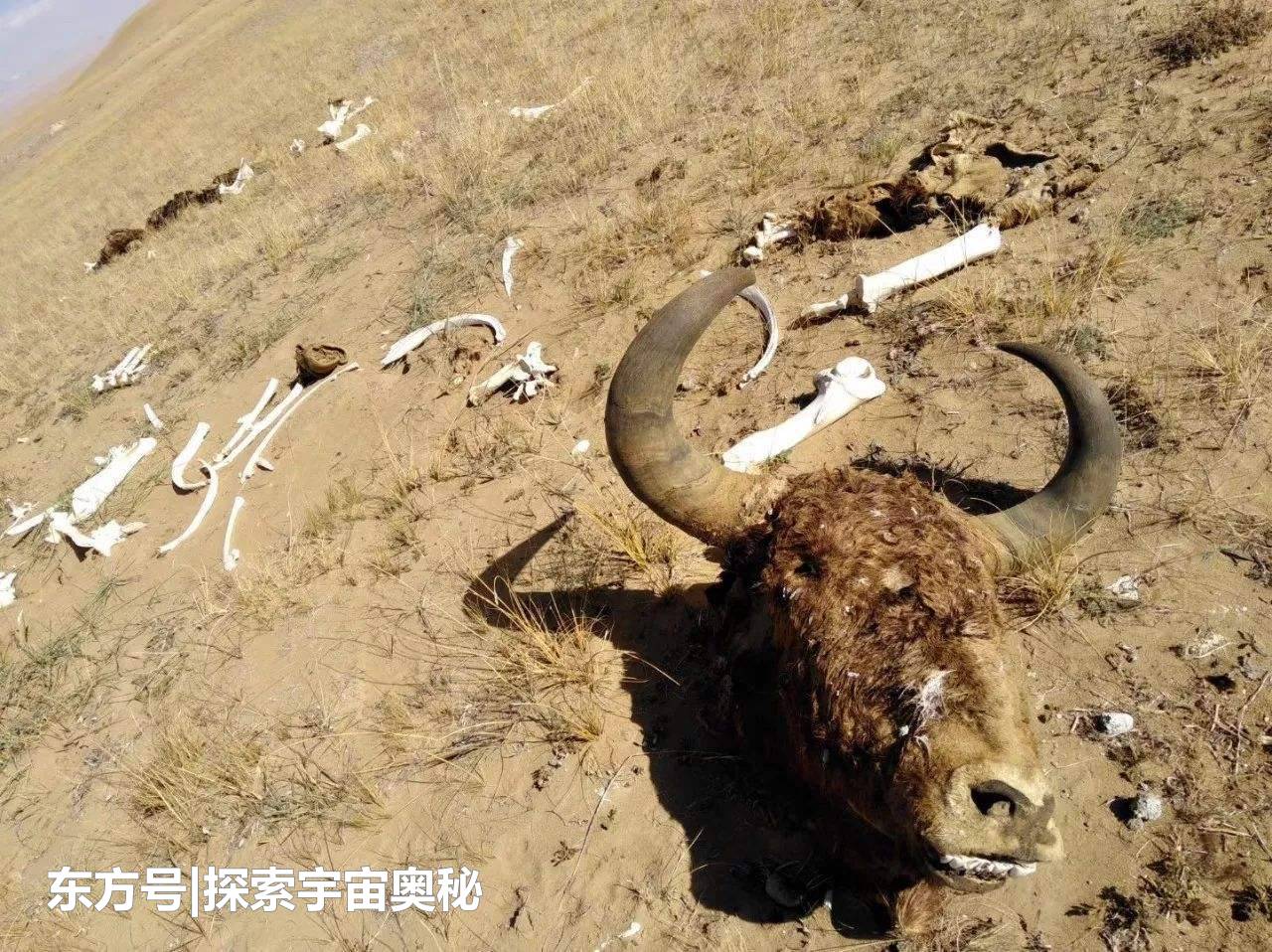昆仑山有道“地狱之门”，人们只进不出，这里到底发生了什么？670 / 作者:tiantian987 / 帖子ID:53869
