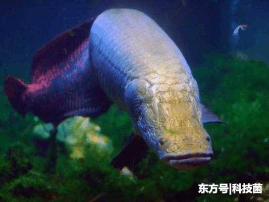 这种鱼体型十分庞大，鳞片连食人鱼都咬不动，却是世上最笨的鱼519 / 作者:fytvop / 帖子ID:53896