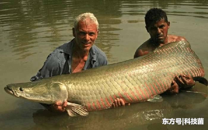 这种鱼体型十分庞大，鳞片连食人鱼都咬不动，却是世上最笨的鱼469 / 作者:fytvop / 帖子ID:53896