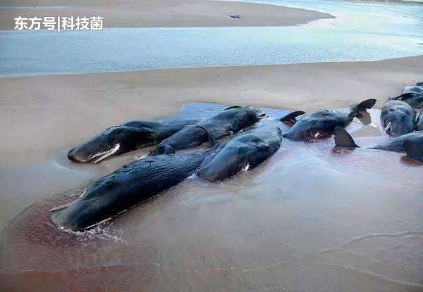 海边为什么总出现搁浅的鲸鱼，科学家说出原因，让人痛心不已503 / 作者:和你相伴1 / 帖子ID:53898