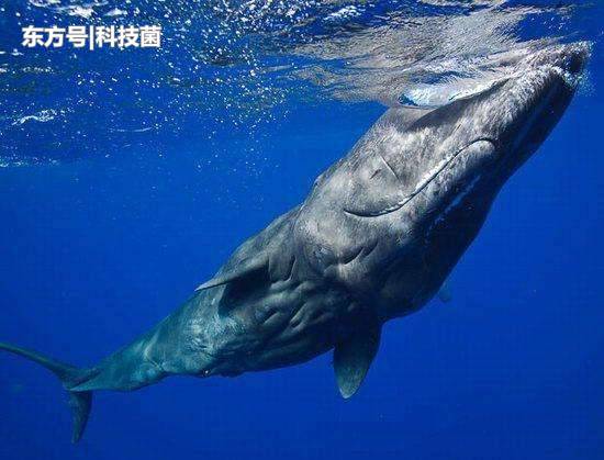 海边为什么总出现搁浅的鲸鱼，科学家说出原因，让人痛心不已970 / 作者:和你相伴1 / 帖子ID:53898
