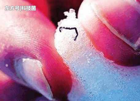 极地深处存在一种生物，其耐寒能力居万物之首，被视为外星来物797 / 作者:123456790 / 帖子ID:53899