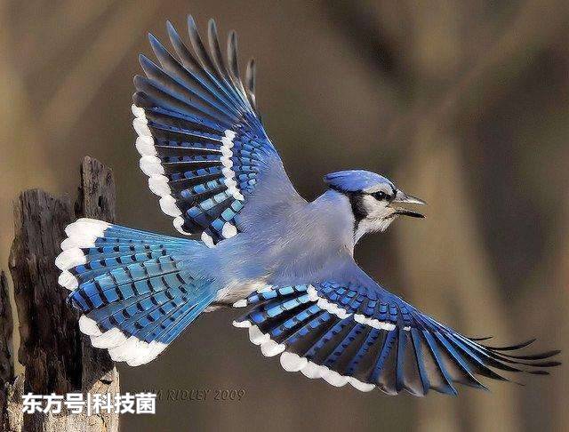 难以想象鸟类居然是由它进化而来的！专家认为其骨骼简直太完美了294 / 作者:粘瓜莱 / 帖子ID:53903
