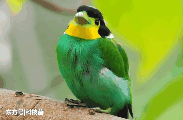难以想象鸟类居然是由它进化而来的！专家认为其骨骼简直太完美了373 / 作者:粘瓜莱 / 帖子ID:53903