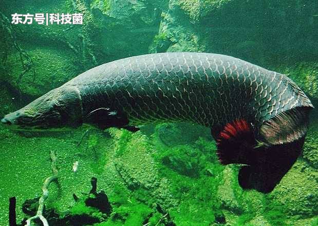 巨骨舌鱼如此笨，为何仍能存活上亿年？科学家：成年人也打不过它364 / 作者:快乐.每一天 / 帖子ID:53904