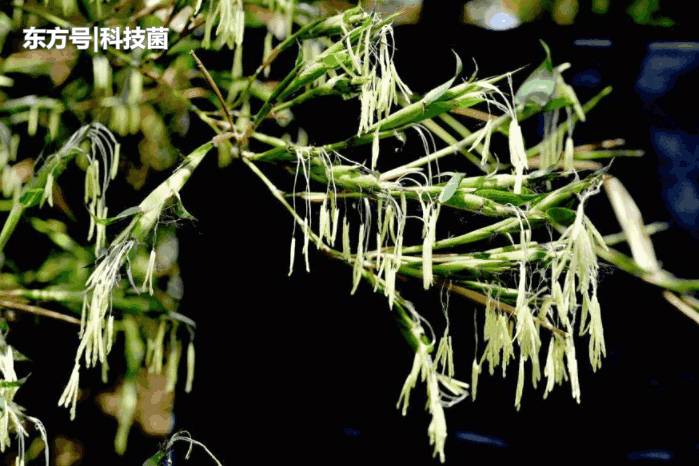 为什么说开花的竹子是不祥之兆？科学家深入研究，最终找出原因210 / 作者:xufang1985 / 帖子ID:53905