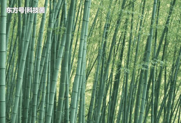 为什么说开花的竹子是不祥之兆？科学家深入研究，最终找出原因577 / 作者:xufang1985 / 帖子ID:53905