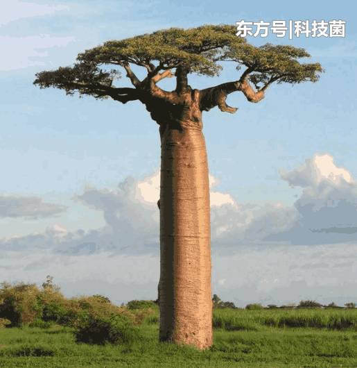 这种植物被称为沙漠水塔，其身高达10层楼，能储存20多吨的水394 / 作者:卡卡西720 / 帖子ID:53906