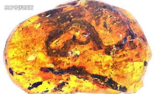 科学家发现9900万年前的琥珀，里面的东西让他们欣喜若狂595 / 作者:遐错螂渤箔 / 帖子ID:53908