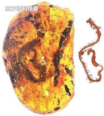 科学家发现9900万年前的琥珀，里面的东西让他们欣喜若狂477 / 作者:遐错螂渤箔 / 帖子ID:53908
