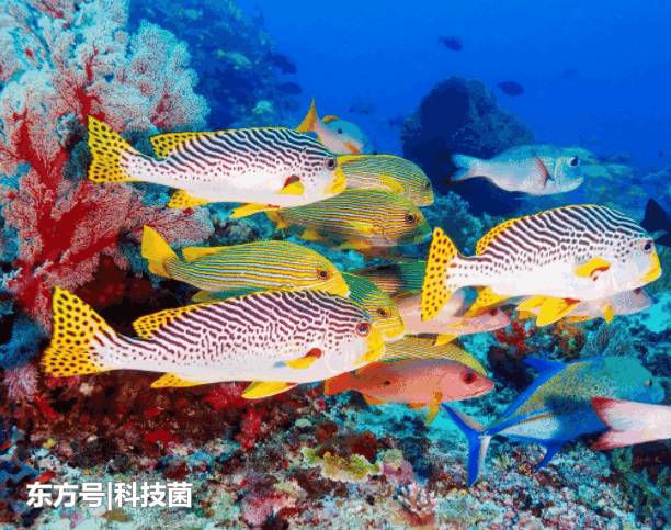 鱼的记忆只有7秒？科学家：实验表明，其记忆远不止7秒143 / 作者:123456881 / 帖子ID:53909
