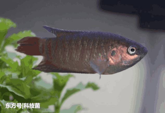 鱼的记忆只有7秒？科学家：实验表明，其记忆远不止7秒191 / 作者:123456881 / 帖子ID:53909