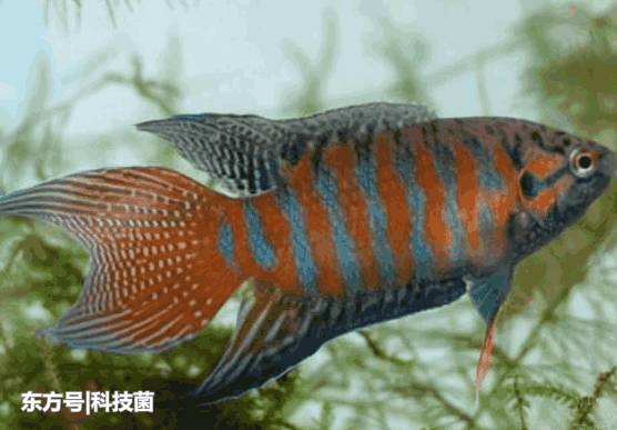 鱼的记忆只有7秒？科学家：实验表明，其记忆远不止7秒117 / 作者:123456881 / 帖子ID:53909