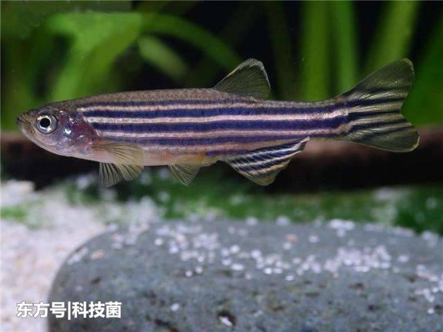 鱼的记忆只有7秒？科学家：实验表明，其记忆远不止7秒530 / 作者:123456881 / 帖子ID:53909
