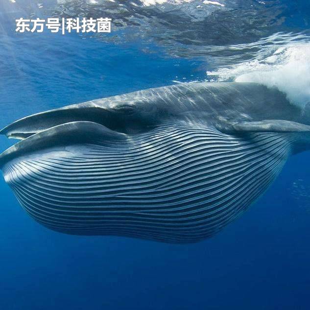 地球史上最大的生物，并非史前生物，而是如今的它？158 / 作者:rzgjudj / 帖子ID:53911