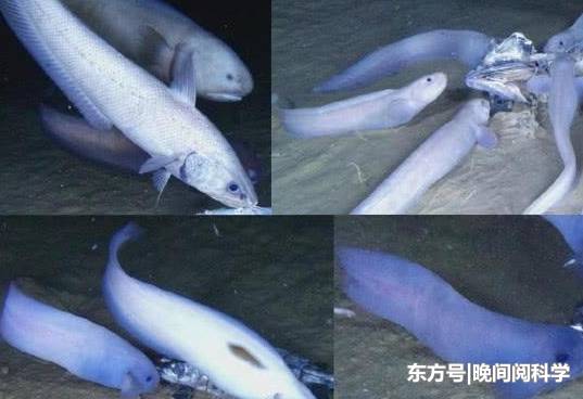深海中出现会“两足行走”的鱼，但它们却无法上岸，一上岸就融化400 / 作者:YYYLLLYYY888 / 帖子ID:53965
