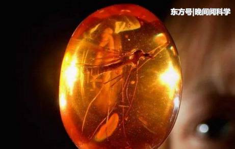 科学家在远古琥珀里发现多个史前古生物，距今已有9000多万年187 / 作者:yujuan / 帖子ID:53968