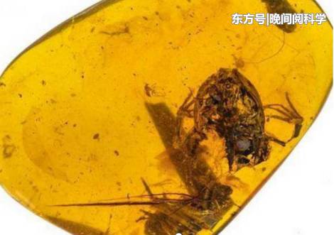 科学家在远古琥珀里发现多个史前古生物，距今已有9000多万年334 / 作者:yujuan / 帖子ID:53968