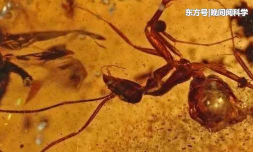 科学家在远古琥珀里发现多个史前古生物，距今已有9000多万年640 / 作者:yujuan / 帖子ID:53968