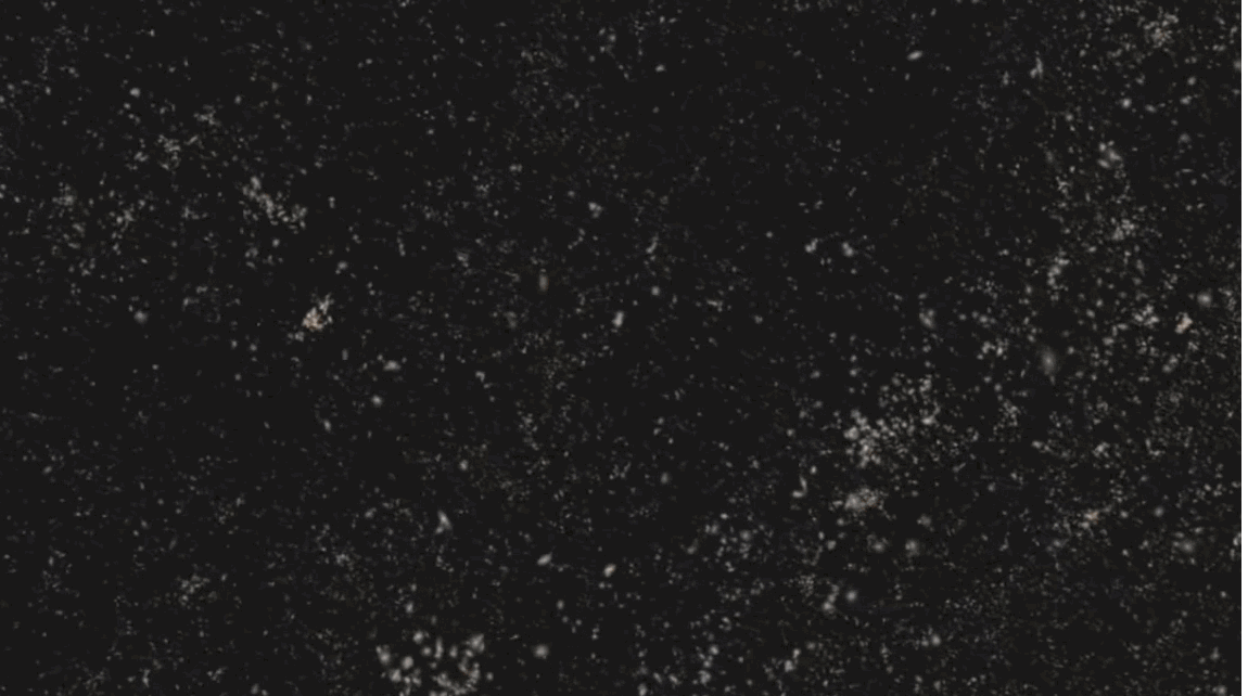 星系中心的黑洞和星系哪个先形成的？515 / 作者:akmpswv / 帖子ID:53974