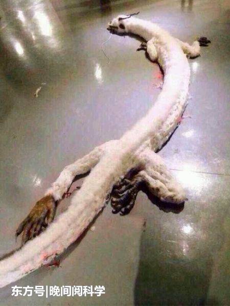 龙是否存在成了千古疑问，考古学家这次的发现，或许就是答案119 / 作者:掘金入眠刈 / 帖子ID:54007