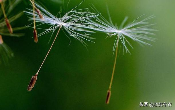 科学家观察蒲公英飞行方式，发现奇怪现象：人类或可以造飞碟766 / 作者:ylzhang / 帖子ID:54040