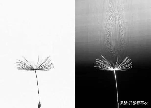 科学家观察蒲公英飞行方式，发现奇怪现象：人类或可以造飞碟218 / 作者:ylzhang / 帖子ID:54040