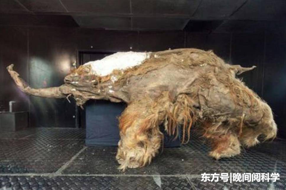 冻土融化后，西伯利亚出现14300年前动物，其身世极为诡异584 / 作者:falaso / 帖子ID:54074
