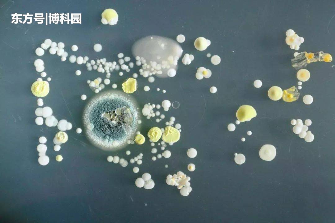 单细胞如何进化成复杂生命？这个过渡期非常不简单98 / 作者:南黑天家 / 帖子ID:54116