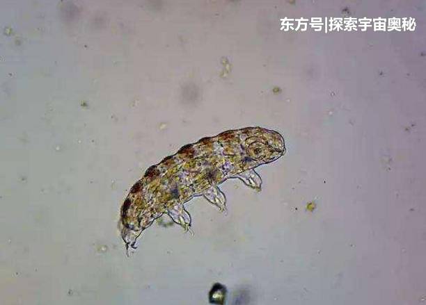 水熊虫被遗留在月球上，作为地表最强生物，它能活下来吗?929 / 作者:我放心你带套猛 / 帖子ID:54184