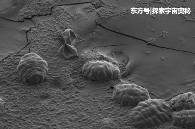 水熊虫被遗留在月球上，作为地表最强生物，它能活下来吗?416 / 作者:我放心你带套猛 / 帖子ID:54184